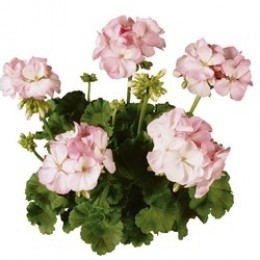 Classic Aquarello